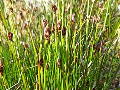 Schoenus nigricans