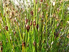 Schoenus nigricans