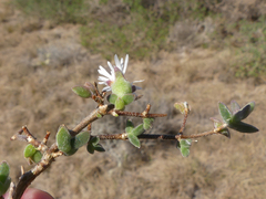 Drosanthemum parvifolium