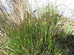 Schoenus nigricans