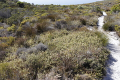 Diastella divaricata divaricata