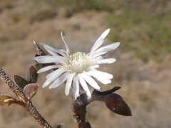 Drosanthemum parvifolium