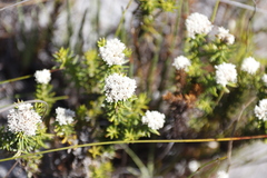 Metalasia pulchella