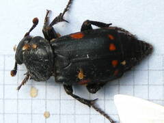 Nicrophorus pustulatus