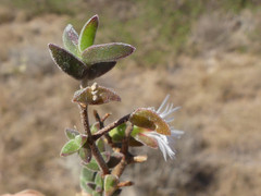 Drosanthemum parvifolium