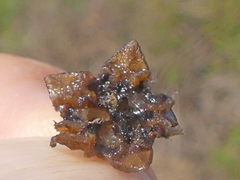 Drosanthemum parvifolium