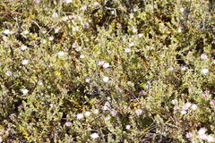 Diastella divaricata divaricata