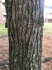 Pinus strobus