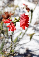 Erica cerinthoides cerinthoides