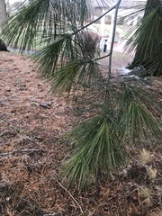 Pinus strobus