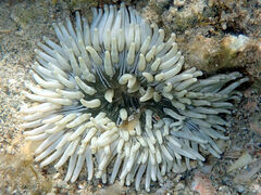 Heteractis