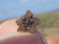Drosanthemum parvifolium