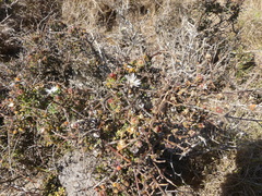 Drosanthemum parvifolium