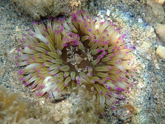Heteractis
