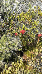 Crassula coccinea