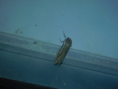 Abantiades latipennis