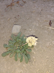 Calyptridium monospermum