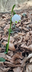 Leucojum vernum