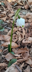 Leucojum vernum