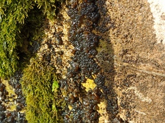 Nostocales