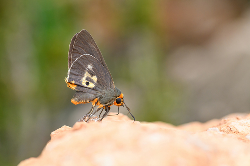Giant skipper