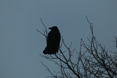 Corvus corone