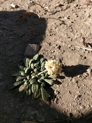 Calyptridium monospermum