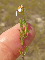 Cymbopappus adenosolen