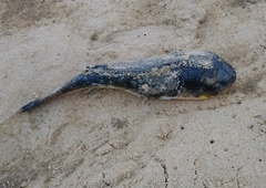 Amblyrhynchote honckenii