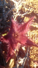Stapelia hirsuta