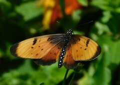 Acraea natalica