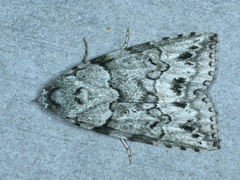 Calathusa basicunea