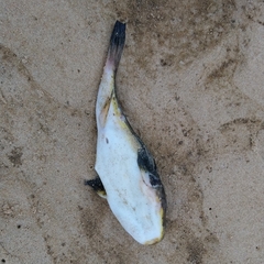 Amblyrhynchote honckenii