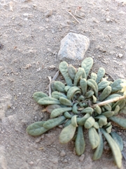 Calyptridium monospermum