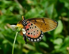 Acraea natalica