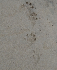 Aonyx capensis capensis