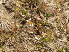Cymbopappus adenosolen