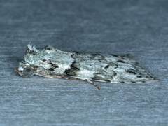 Calathusa basicunea