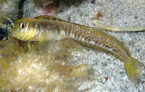 Germain's blenny (Omobranchus germaini) — Blenniidae — 5