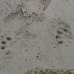 Aonyx capensis capensis