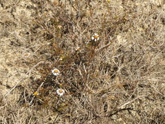 Cymbopappus adenosolen