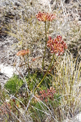 Nanobubon strictum