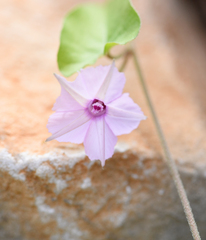 Ipomoea sinensis