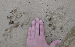 Aonyx capensis capensis