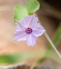 Ipomoea sinensis