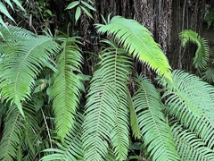 Sphaerostephanos taiwanensis