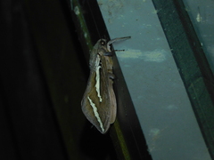 Abantiades latipennis