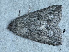 Calathusa basicunea