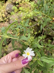 Cistus × florentinus
