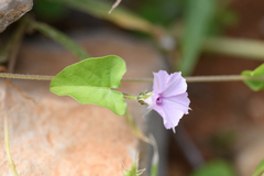 Ipomoea sinensis